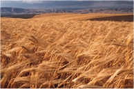 Crop Field