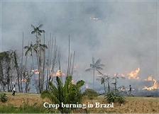 Deforestation