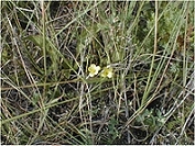 Flax