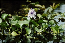 Water Hyacinth