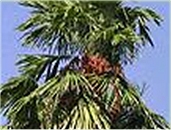 Palm
