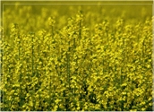 Rape Seed
